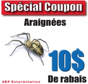 Extermination Araigne Coupon Rabais