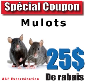Extermination Mulot Coupon Rabais